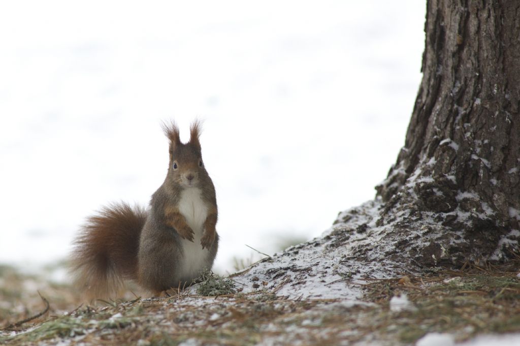 Sciurus vulgaris 1 - Val Pusteria (BZ)